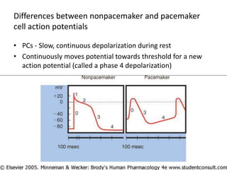 Differences between nonpacemaker and pacemaker
cell action potentials
• PCs - Slow, continuous depolarization during rest
• Continuously moves potential towards threshold for a new
action potential (called a phase 4 depolarization)
 