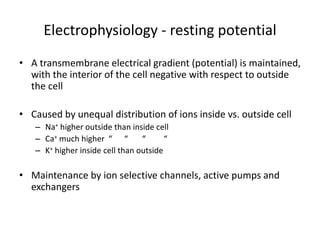Electrophysiology - resting potential
• A transmembrane electrical gradient (potential) is maintained,
with the interior of the cell negative with respect to outside
the cell
• Caused by unequal distribution of ions inside vs. outside cell
– Na+ higher outside than inside cell
– Ca+ much higher “ “ “ “
– K+ higher inside cell than outside
• Maintenance by ion selective channels, active pumps and
exchangers
 