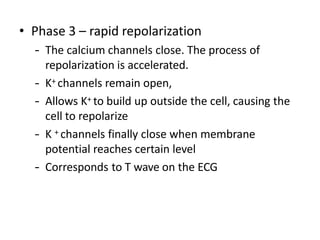 • Phase 3 – rapid repolarization
– The calcium channels close. The process of
repolarization is accelerated.
– K+ channels remain open,
– Allows K+ to build up outside the cell, causing the
cell to repolarize
– K + channels finally close when membrane
potential reaches certain level
– Corresponds to T wave on the ECG
 