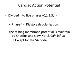 Cardiac Action Potential
• Divided into five phases (0,1,2,3,4)
– Phase 4 - Diastole depolarization
the resting membrane potential is maintain
by K+ efflux and slow Na+ & Ca2+ influx
• Except for the SA node.
 