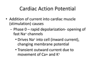 • Addition of current into cardiac muscle
(stimulation) causes
– Phase 0 – rapid depolarization- opening of
fast Na+ channels
• Drives Na+ into cell (inward current),
changing membrane potential
• Transient outward current due to
movement of Ca+ and K+
Cardiac Action Potential
 