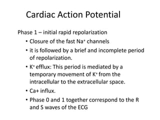 Cardiac Action Potentialn’t)
Phase 1 – initial rapid repolarization
• Closure of the fast Na+ channels
• it is followed by a brief and incomplete period
of repolarization.
• K+ efflux: This period is mediated by a
temporary movement of K+ from the
intracellular to the extracellular space.
• Ca+ influx.
• Phase 0 and 1 together correspond to the R
and S waves of the ECG
 