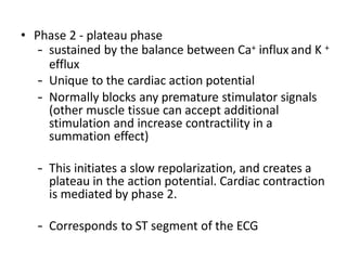 • Phase 2 - plateau phase
– sustained by the balance between Ca+ influx and K +
efflux
– Unique to the cardiac action potential
– Normally blocks any premature stimulator signals
(other muscle tissue can accept additional
stimulation and increase contractility in a
summation effect)
– This initiates a slow repolarization, and creates a
plateau in the action potential. Cardiac contraction
is mediated by phase 2.
– Corresponds to ST segment of the ECG.
 