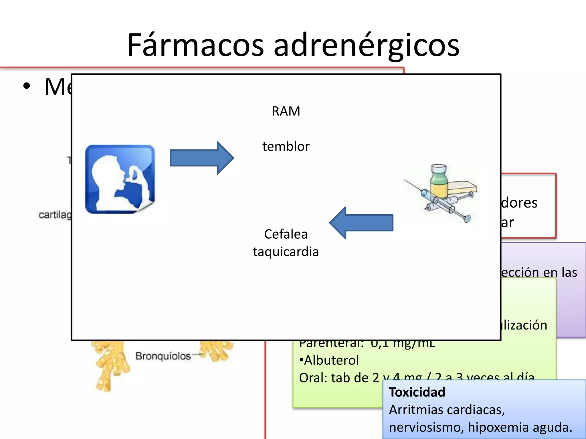 Fármacos adrenérgicos
• Mecanismo de acción
• Bronco dilatación
• Vasodilatación
• Inhibición de la liberación de mediadores
• Aumento del aclaramiento mocociliar
β2 adrenérgicos
Mas rápidos y eficaces
Aplicaciones terapéuticas
Alivio inmediato del broncospasmo (Elección en las
exacerbaciones del asma).
Prevención de episodios nocturnos, y asma
inducida por ejercicio.
•DOSIS
•Adrenalina
Inhalable: 1, 10 mg/mL para nebulización
Parenteral: 0,1 mg/mL
•Albuterol
Oral: tab de 2 y 4 mg / 2 a 3 veces al día
Toxicidad
Arritmias cardiacas,
nerviosismo, hipoxemia aguda.
RAM
temblor
Cefalea
taquicardia
 