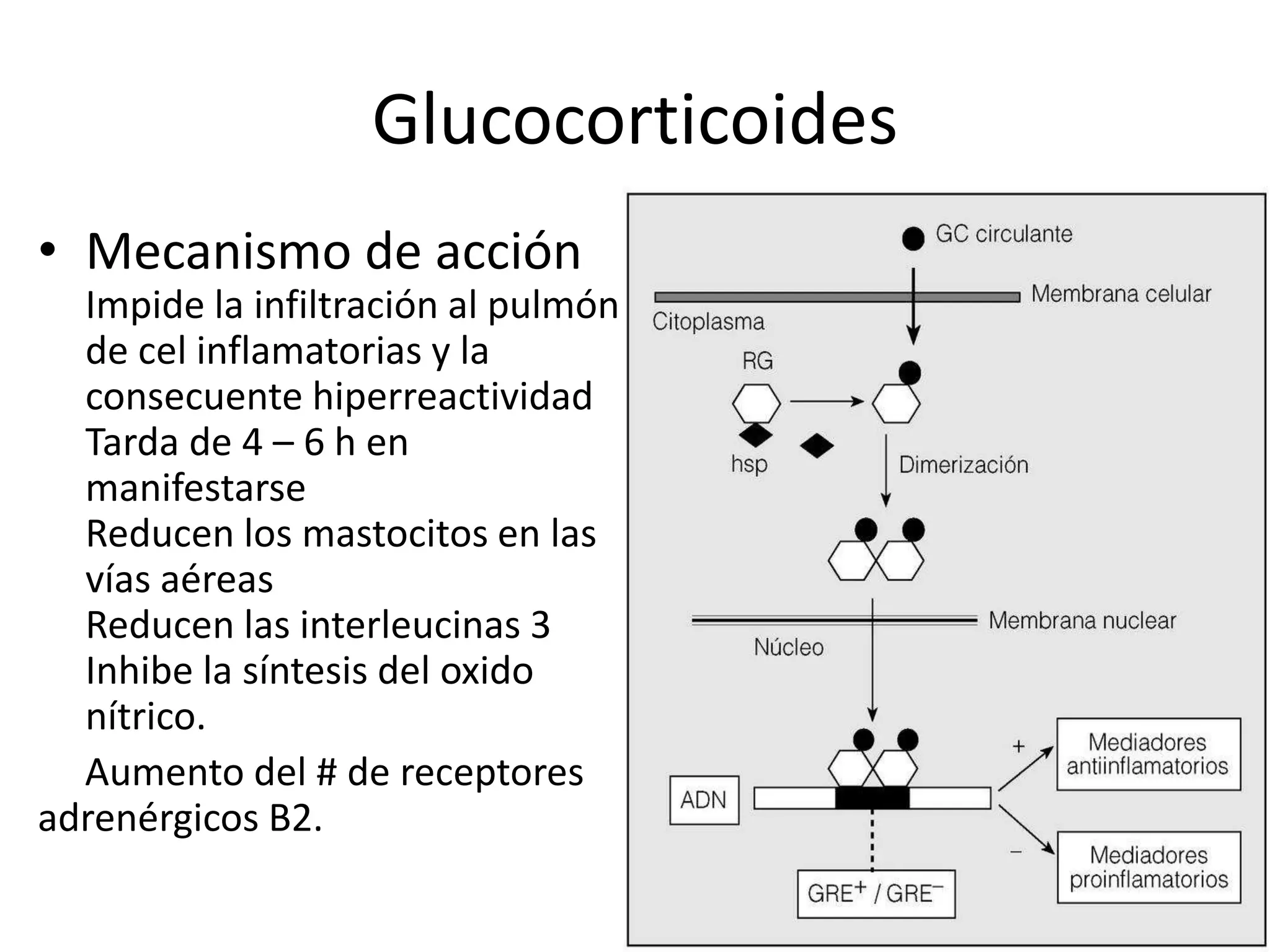 Glucocorticoides
• Mecanismo de acción
Impide la infiltración al pulmón
de cel inflamatorias y la
consecuente hiperreactividad
Tarda de 4 – 6 h en
manifestarse
Reducen los mastocitos en las
vías aéreas
Reducen las interleucinas 3
Inhibe la síntesis del oxido
nítrico.
Aumento del # de receptores
adrenérgicos B2.
Aplicaciones terapéuticas
Tratamiento de elección para el asmático
adulto que necesita tratamiento
broncodilatador con agonistas adrenérgicos.
Terapia antiinflamatoria con aerosoles.
Asma leve
•Dosis
•Blecometasona:
Aerosol 40 y 80 mcg/Inhalación
•Flunisolida:
Aerosol 80 – 250 mcg/Inhalación
Toxicidad
Candidiasis orofaringea, afonía,
osteoporosis, inhibición del crecimiento en
niños, aumento de peso, hipertension,
diabetes, alteraciones psiquiatricas,
fragilidad cutanea
 