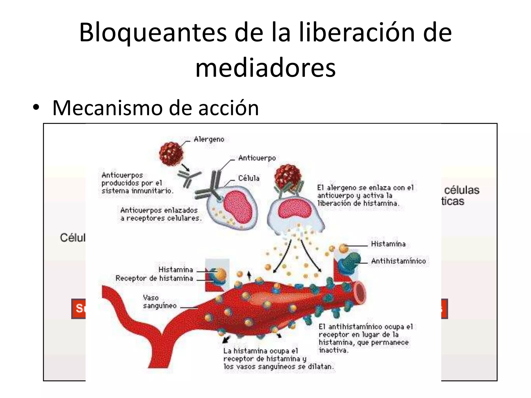Bloqueantes de la liberación de
mediadores
• Mecanismo de acción
Inhibe la respuesta broncoconstritora, la
liberación de mediadores y la
hiperreactividad bronquial
Aplicaciones terapéuticas
Niños con asma alérgicas, tratamiento
antiinflamatorio de elección, rinitis alérgica,
asmas ligeras.
Toxicidad
Irritación local, sequedad, espasmo
bronquial, tos irritativa.
•Dosis
•Ketotifeno, dosis habitual 1 – 4 mg dos
veces al día
 