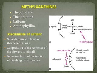  Smooth muscle relaxation
(bronchodilation).
 Suppression of the response of
the airways to stimuli.
 Increases force of contraction
of diaphragmatic muscles.
■ Theophylline
■ Theobromine
■ Caffeine
■ Aminophylline
Mechanism of action:
 