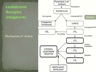 Mechanism of Action
Zileuton
 