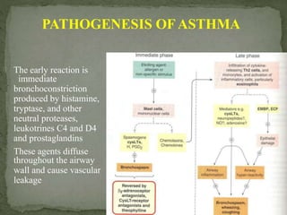 PATHOGENESIS OFASTHMA
The early reaction is
immediate
bronchoconstriction
produced by histamine,
tryptase, and other
neutral proteases,
leukotrines C4 and D4
and prostaglandins
These agents diffuse
throughout the airway
wall and cause vascular
leakage
 