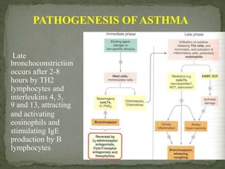 PATHOGENESIS OFASTHMA
Late
bronchoconstriction
occurs after 2-8
hours by TH2
lymphocytes and
interleukins 4, 5,
9 and 13, attracting
and activating
eosinophils and
stimulating IgE
production by B
lymphocytes
 