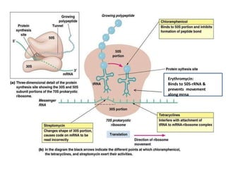 Erythromycin:
Binds to 50S-rRNA &
prevents movement
along mrna
 