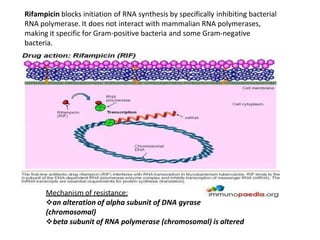 Rifampicin blocks initiation of RNA synthesis by specifically inhibiting bacterial
RNA polymerase. It does not interact with mammalian RNA polymerases,
making it specific for Gram-positive bacteria and some Gram-negative
bacteria.
Mechanism of resistance:
an alteration of alpha subunit of DNA gyrase
(chromosomal)
beta subunit of RNA polymerase (chromosomal) is altered
 