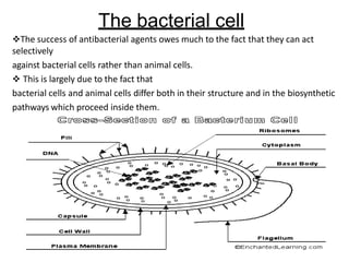 The bacterial cell
The success of antibacterial agents owes much to the fact that they can act
selectively
against bacterial cells rather than animal cells.
 This is largely due to the fact that
bacterial cells and animal cells differ both in their structure and in the biosynthetic
pathways which proceed inside them.
 