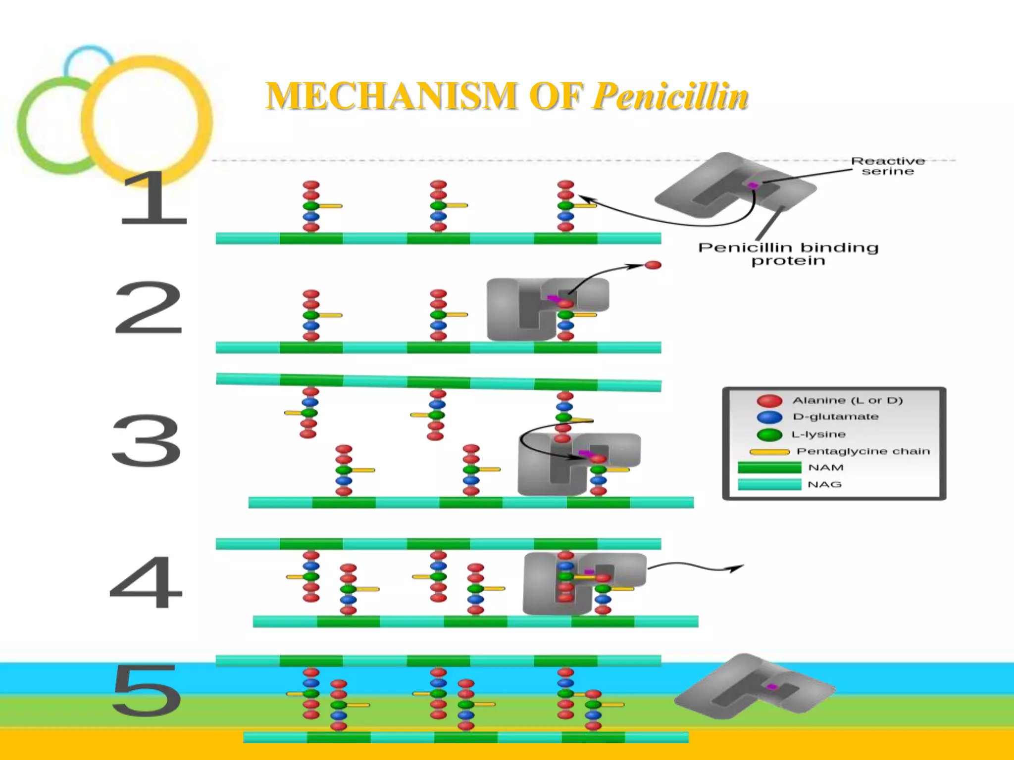 MECHANISM OF Penicillin
 