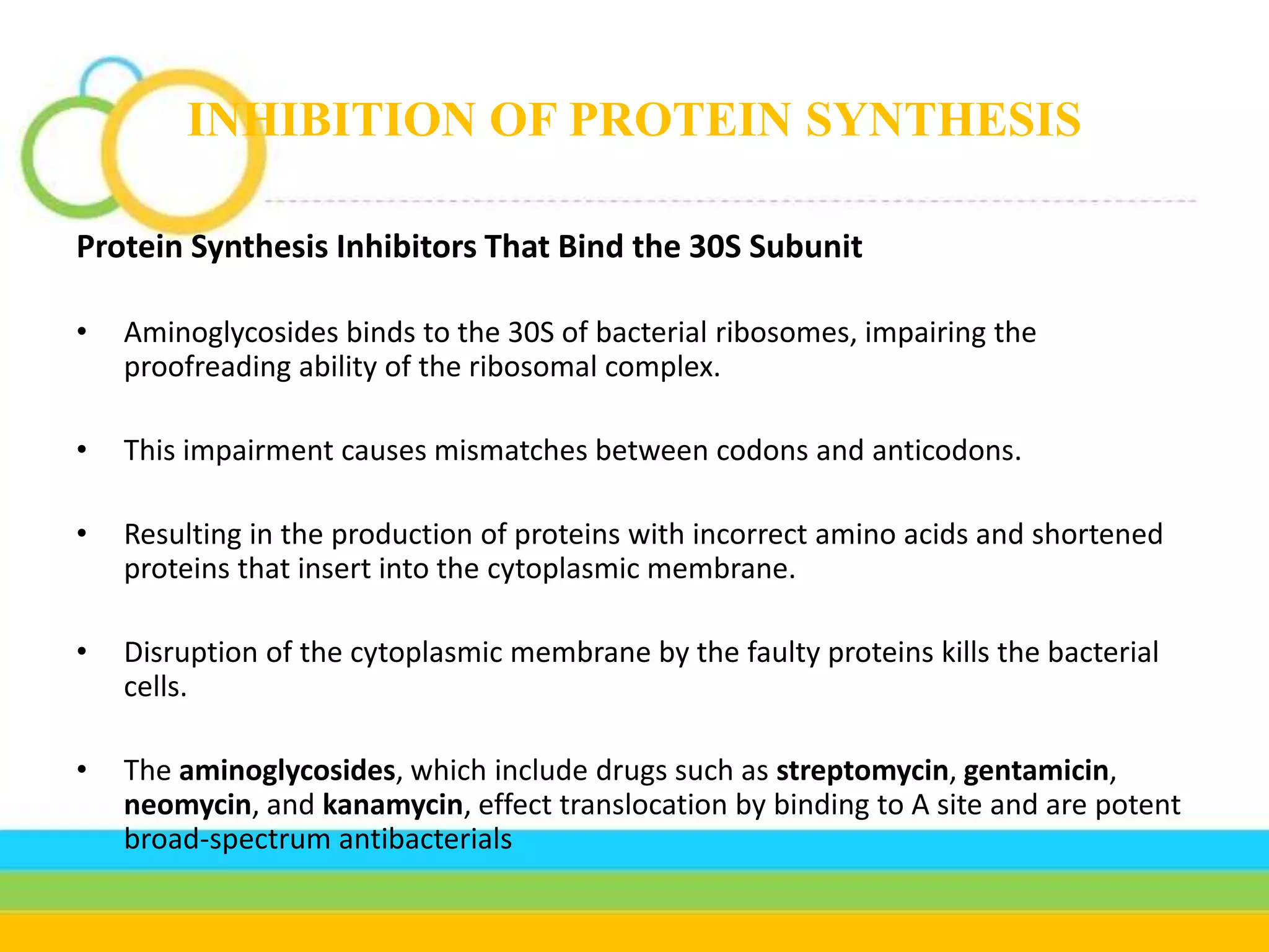 INHIBITION OF PROTEIN SYNTHESIS
Protein Synthesis Inhibitors That Bind the 30S Subunit
• Aminoglycosides binds to the 30S of bacterial ribosomes, impairing the
proofreading ability of the ribosomal complex.
• This impairment causes mismatches between codons and anticodons.
• Resulting in the production of proteins with incorrect amino acids and shortened
proteins that insert into the cytoplasmic membrane.
• Disruption of the cytoplasmic membrane by the faulty proteins kills the bacterial
cells.
• The aminoglycosides, which include drugs such as streptomycin, gentamicin,
neomycin, and kanamycin, effect translocation by binding to A site and are potent
broad-spectrum antibacterials
 