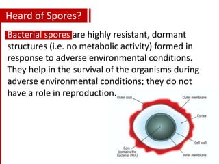 Heard of Spores?
Bacterial spores are highly resistant, dormant
structures (i.e. no metabolic activity) formed in
response to adverse environmental conditions.
They help in the survival of the organisms during
adverse environmental conditions; they do not
have a role in reproduction.
 
