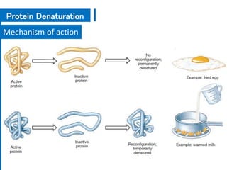 Mechanism of action
Protein Denaturation
 