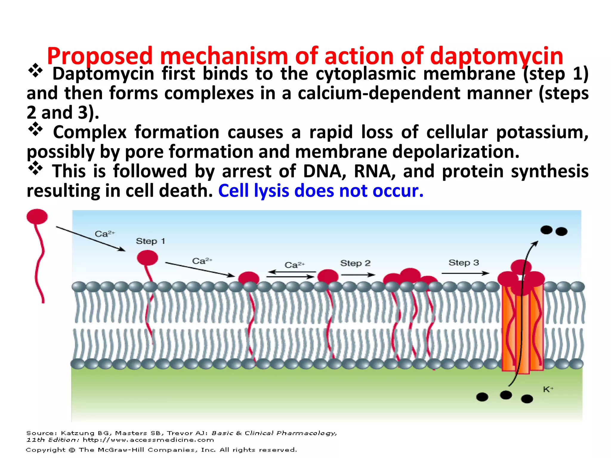 Proposed mechanism of action of daptomycin Daptomycin first binds to the cytoplasmic membrane (step 1)
and then forms complexes in a calcium-dependent manner (steps
2 and 3).
 Complex formation causes a rapid loss of cellular potassium,
possibly by pore formation and membrane depolarization.
 This is followed by arrest of DNA, RNA, and protein synthesis
resulting in cell death. Cell lysis does not occur.
 