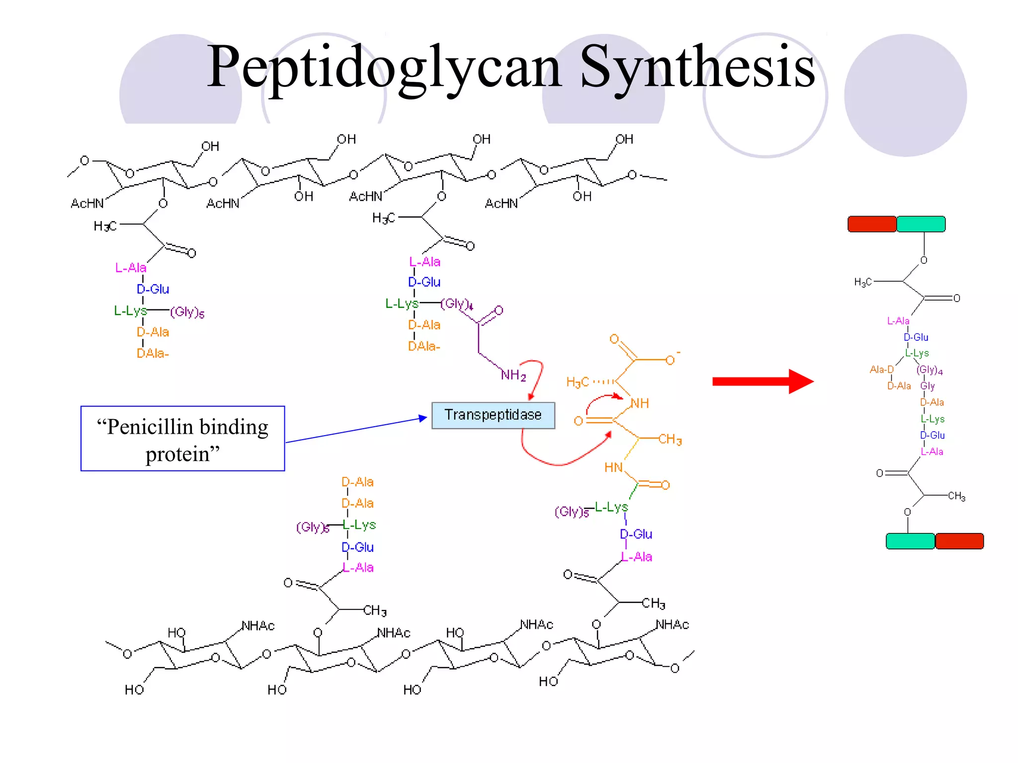 Peptidoglycan Synthesis




“Penicillin binding
     protein”
 