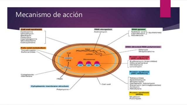 Mecanismos De Acción De Los Desinfectantes Químicos www.slideshare.net