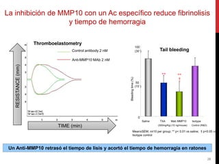 La inhibición de MMP10 con un Ac específico reduce fibrinolisis
y tiempo de hemorragia
28
Thromboelastometry
Anti-MMP10 MAb 2 nM
Control antibody 2 nM
Saline TXA
(300mg/Kg)
Mab MMP10
(10 ng/mouse)
Isotype
Control (R&D)
Bleedingtime(%)
0
(15´)
50
100
(30´)
** **
†
Mean±SEM; n≥10 per group; ** p< 0.01 vs saline; † p<0.05 vs
Isotype control
Tail bleeding
TIME (min)
RESISTANCE(mm)
Un Anti-MMP10 retrasó el tiempo de lisis y acortó el tiempo de hemorragia en ratones
 