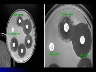 COORDINACION PRACTICA 2006-2007COORDINACION PRACTICA 2006-2007 2222
Resistente:Resistente:
Sensible:Sensible:
Intermedia:Intermedia:Intermedia:Intermedia:
Sensible:Sensible:
RESISTENTERESISTENTE
 