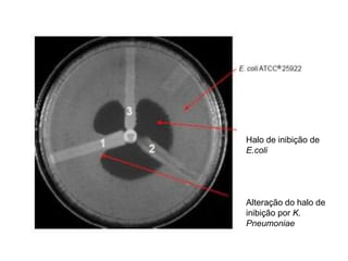 Halo de inibição de
E.coli
Alteração do halo de
inibição por K.
Pneumoniae
 