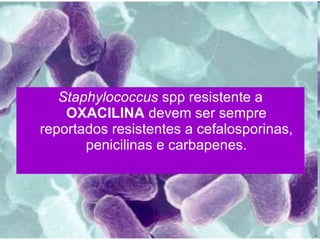Staphylococcus  spp resistente a  OXACILINA  devem ser sempre reportados resistentes a cefalosporinas, penicilinas e carbapenes. 
