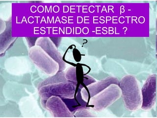 COMO DETECTAR  β  -  LACTAMASE DE ESPECTRO ESTENDIDO -ESBL ? 