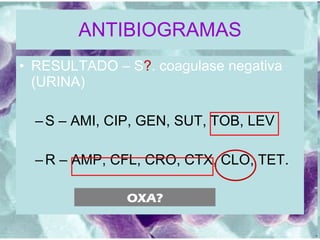ANTIBIOGRAMAS RESULTADO – S ? . coagulase negativa (URINA) S – AMI, CIP, GEN, SUT, TOB, LEV R – AMP, CFL, CRO, CTX, CLO, TET. OXA? 