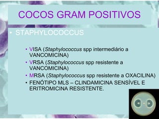 COCOS GRAM POSITIVOS STAPHYLOCOCCUS V ISA ( Staphylococcus  spp intermediário a VANCOMICINA) V RSA ( Staphylococcus  spp resistente a VANCOMICINA) M RSA ( Staphylococcus  spp resistente a OXACILINA) FENÓTIPO MLS – CLINDAMICINA SENSÍVEL E ERITROMICINA RESISTENTE.  