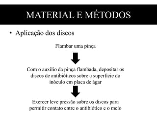 MATERIAL E MÉTODOS
• Aplicação dos discos
Flambar uma pinça
Com o auxílio da pinça flambada, depositar os
discos de antibióticos sobre a superfície do
inóculo em placa de ágar
Exercer leve pressão sobre os discos para
permitir contato entre o antibiótico e o meio
 