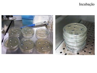 Incubação
 