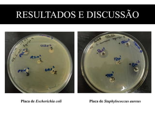 RESULTADOS E DISCUSSÃO
Placa de Escherichia coli Placa de Staphylococcus aureus
 