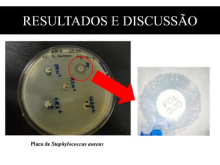 RESULTADOS E DISCUSSÃO
Placa de Staphylococcus aureus
 