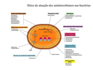 Sítios de atuação dos antimicrobianos nas bactérias
 