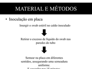 MATERIAL E MÉTODOS
• Inoculação em placa
Imergir o swab estéril no caldo inoculado
Retirar o excesso de líquido do swab nas
paredes do tubo
Semear na placa em diferentes
sentidos, assegurando uma semeadura
uniforme.
 