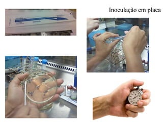 Inoculação em placa
 