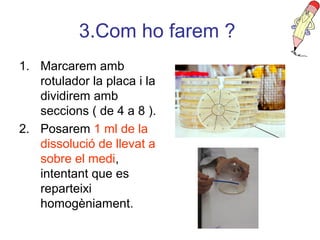 3.Com ho farem ?
1. Marcarem amb
rotulador la placa i la
dividirem amb
seccions ( de 4 a 8 ).
2. Posarem 1 ml de la
dissolució de llevat a
sobre el medi,
intentant que es
reparteixi
homogèniament.
 