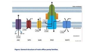 Figure: General structure of main efflux pump families.
 