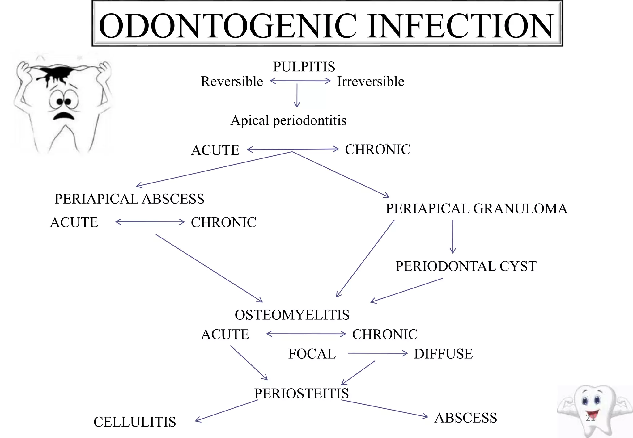 ODONTOGENIC INFECTION
21
PULPITIS
Apical periodontitis
PERIAPICAL ABSCESS
PERIAPICAL GRANULOMA
PERIODONTAL CYST
OSTEOMYELITIS
PERIOSTEITIS
CELLULITIS ABSCESS
ACUTE CHRONIC
ACUTE CHRONIC
ACUTE CHRONIC
FOCAL DIFFUSE
Reversible Irreversible
 