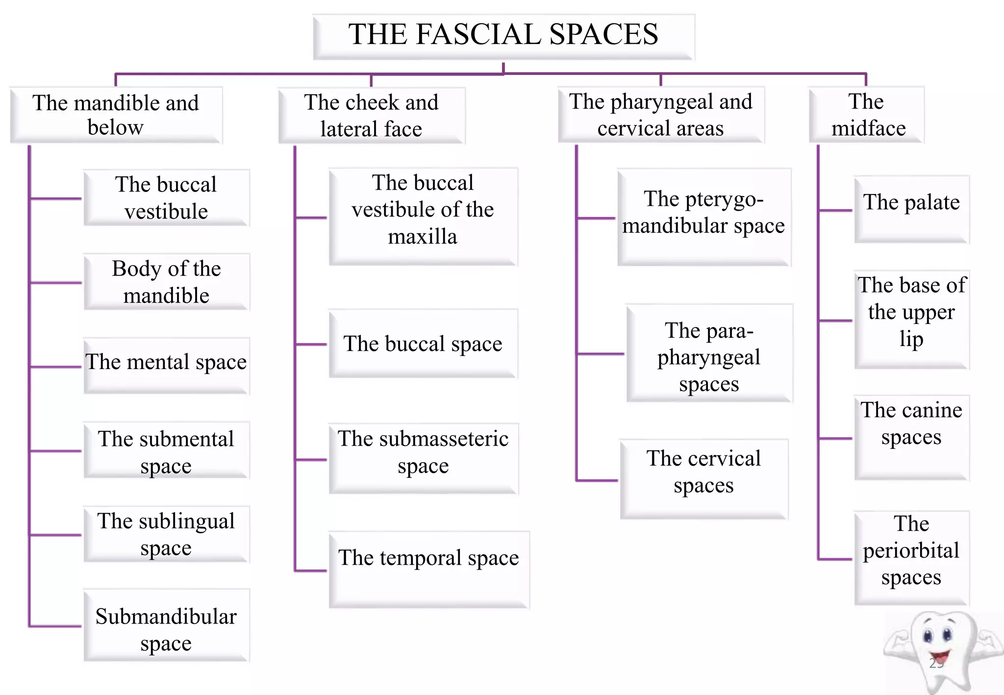THE FASCIAL SPACES
The mandible and
below
The buccal
vestibule
Body of the
mandible
The mental space
The submental
space
The sublingual
space
Submandibular
space
The cheek and
lateral face
The buccal
vestibule of the
maxilla
The buccal space
The submasseteric
space
The temporal space
The pharyngeal and
cervical areas
The pterygo-
mandibular space
The para-
pharyngeal
spaces
The cervical
spaces
The
midface
The palate
The base of
the upper
lip
The canine
spaces
The
periorbital
spaces
29
 