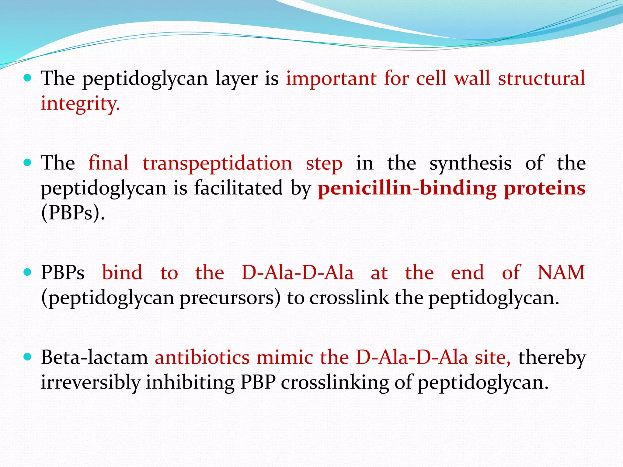  The peptidoglycan layer is important for cell wall structural
integrity.
 The final transpeptidation step in the synthesis of the
peptidoglycan is facilitated by penicillin-binding proteins
(PBPs).
 PBPs bind to the D-Ala-D-Ala at the end of NAM
(peptidoglycan precursors) to crosslink the peptidoglycan.
 Beta-lactam antibiotics mimic the D-Ala-D-Ala site, thereby
irreversibly inhibiting PBP crosslinking of peptidoglycan.
 