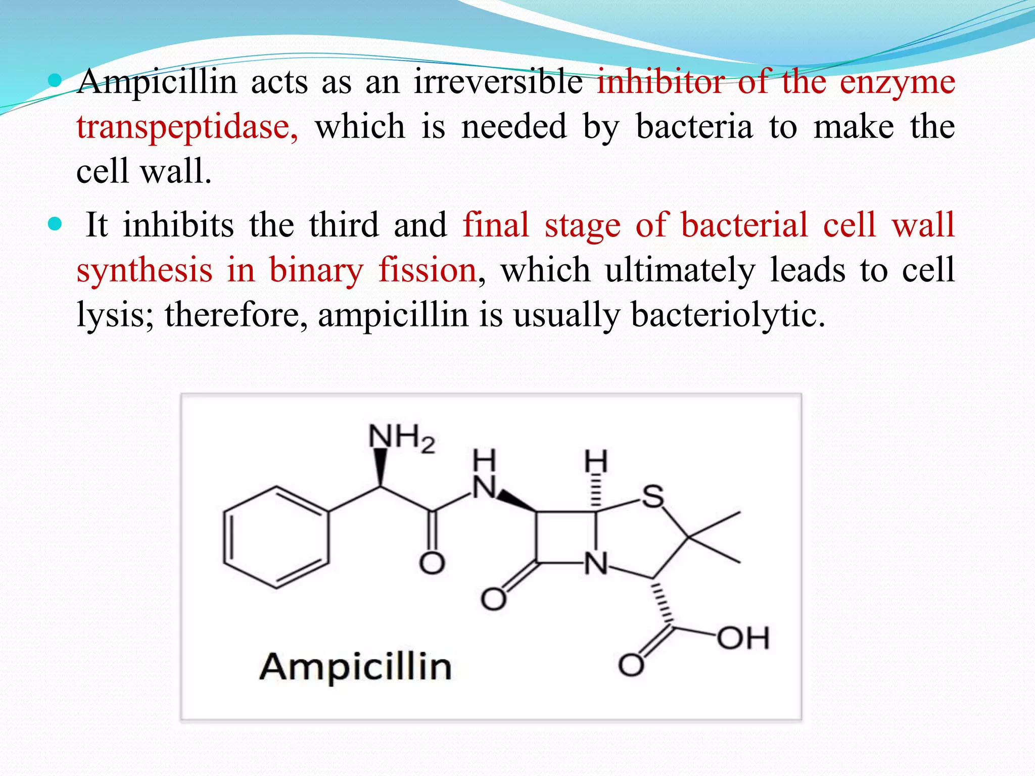  Ampicillin acts as an irreversible inhibitor of the enzyme
transpeptidase, which is needed by bacteria to make the
cell wall.
 It inhibits the third and final stage of bacterial cell wall
synthesis in binary fission, which ultimately leads to cell
lysis; therefore, ampicillin is usually bacteriolytic.
 