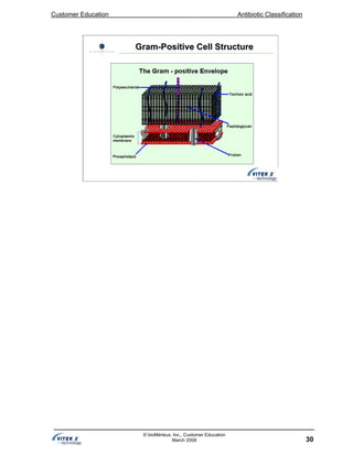 Customer Education Antibiotic Classification
30
© bioMérieux, Inc., Customer Education
March 2008
GramGram--Positive Cell StructurePositive Cell Structure
 