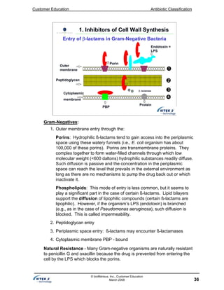 Customer Education Antibiotic Classification
36
© bioMérieux, Inc., Customer Education
March 2008
Endotoxin =
LPS
Outer
membrane
Porin
Peptidoglycan
Cytoplasmic
membrane
PBP
Protein
β−lactamase
1. Inhibitors of Cell Wall Synthesis1. Inhibitors of Cell Wall Synthesis
Entry of β-lactams in Gram-Negative Bacteria
Gram-Negatives:
1. Outer membrane entry through the:
Porins: Hydrophilic ß-lactams tend to gain access into the periplasmic
space using these watery funnels (i.e., E. coli organism has about
100,000 of these porins). Porins are transmembrane proteins. They
complex together to form water-filled channels through which low
molecular weight (<600 daltons) hydrophilic substances readily diffuse.
Such diffusion is passive and the concentration in the periplasmic
space can reach the level that prevails in the external environment as
long as there are no mechanisms to pump the drug back out or which
inactivate it.
Phospholipids: This mode of entry is less common, but it seems to
play a significant part in the case of certain ß-lactams. Lipid bilayers
support the diffusion of lipophilic compounds (certain ß-lactams are
lipophilic). However, if the organism’s LPS (endotoxin) is branched
(e.g., as in the case of Pseudomonas aeruginosa), such diffusion is
blocked. This is called impermeability.
2. Peptidoglycan entry
3. Periplasmic space entry: ß-lactams may encounter ß-lactamases
4. Cytoplasmic membrane PBP - bound
Natural Resistance - Many Gram-negative organisms are naturally resistant
to penicillin G and oxacillin because the drug is prevented from entering the
cell by the LPS which blocks the porins.
 