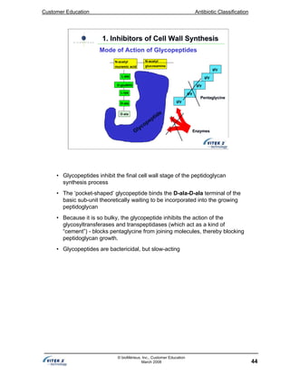 Customer Education Antibiotic Classification
44
© bioMérieux, Inc., Customer Education
March 2008
L-ala
N-acetyl
glucosamine
L-lys
D-ala
D-ala
Glycopeptide
EnzymesEnzymes
N-acetyl
muramic acid
D-gluNH2
gly
gly
gly
gly
gly
PentaglycinePentaglycine
1. Inhibitors of Cell Wall Synthesis1. Inhibitors of Cell Wall Synthesis
Mode of Action of Glycopeptides
• Glycopeptides inhibit the final cell wall stage of the peptidoglycan
synthesis process
• The ‘pocket-shaped’ glycopeptide binds the D-ala-D-ala terminal of the
basic sub-unit theoretically waiting to be incorporated into the growing
peptidoglycan
• Because it is so bulky, the glycopeptide inhibits the action of the
glycosyltransferases and transpeptidases (which act as a kind of
“cement”) - blocks pentaglycine from joining molecules, thereby blocking
peptidoglycan growth.
• Glycopeptides are bactericidal, but slow-acting
 