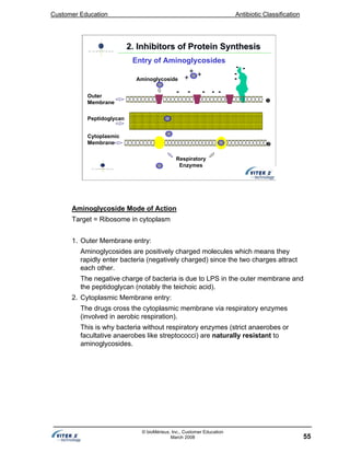 Customer Education Antibiotic Classification
55
© bioMérieux, Inc., Customer Education
March 2008
-
Outer
Membrane
Peptidoglycan
Cytoplasmic
Membrane
Aminoglycoside
Respiratory
Enzymes
+ ++
- -- - -
-
--
2. Inhibitors of Protein Synthesis2. Inhibitors of Protein Synthesis
Entry of Aminoglycosides
Aminoglycoside Mode of Action
Target = Ribosome in cytoplasm
1. Outer Membrane entry:
Aminoglycosides are positively charged molecules which means they
rapidly enter bacteria (negatively charged) since the two charges attract
each other.
The negative charge of bacteria is due to LPS in the outer membrane and
the peptidoglycan (notably the teichoic acid).
2. Cytoplasmic Membrane entry:
The drugs cross the cytoplasmic membrane via respiratory enzymes
(involved in aerobic respiration).
This is why bacteria without respiratory enzymes (strict anaerobes or
facultative anaerobes like streptococci) are naturally resistant to
aminoglycosides.
 