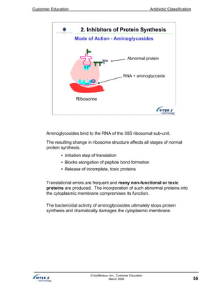 Customer Education Antibiotic Classification
56
© bioMérieux, Inc., Customer Education
March 2008
Ribosome
Abnormal protein
RNA + aminoglycoside
2. Inhibitors of Protein Synthesis2. Inhibitors of Protein Synthesis
Mode of Action - Aminoglycosides
Aminoglycosides bind to the RNA of the 30S ribosomal sub-unit.
The resulting change in ribosome structure affects all stages of normal
protein synthesis.
• Initiation step of translation
• Blocks elongation of peptide bond formation
• Release of incomplete, toxic proteins
Translational errors are frequent and many non-functional or toxic
proteins are produced. The incorporation of such abnormal proteins into
the cytoplasmic membrane compromises its function.
The bactericidal activity of aminoglycosides ultimately stops protein
synthesis and dramatically damages the cytoplasmic membrane.
 