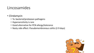 Lincosamides
• Clindamycin
• Tx: bacterial/protozoan pathogens
• Hypersensitivity is rare
• Good alternative for PCN allergy/tolerance
• Nasty side effect: Pseudomembranous colitis (2-9 days)
 
